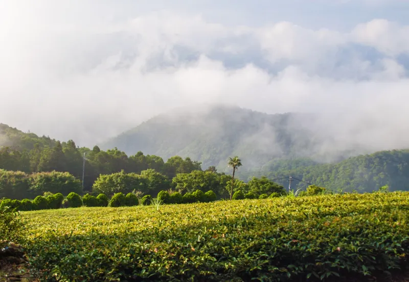 Vintage Without a Year: How a Changing Climate Is Writing New Rules for Rare Tea Collecting