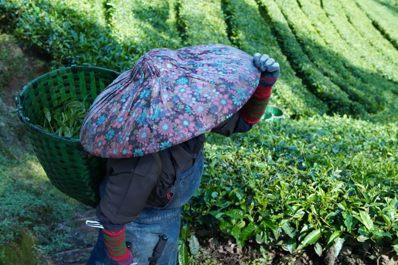 The Provenance Premium: How Direct Relationships with American Tea Farmers Are Defining a New Collector Class